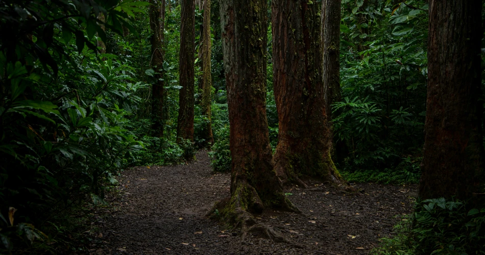 10 Best Hiking Trails in Honolulu